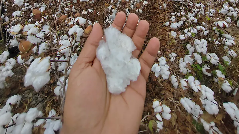 El algodón, conocido como el “oro blanco”, fue uno de los cultivos más importantes en el norte de Tamaulipas durante el siglo pasado